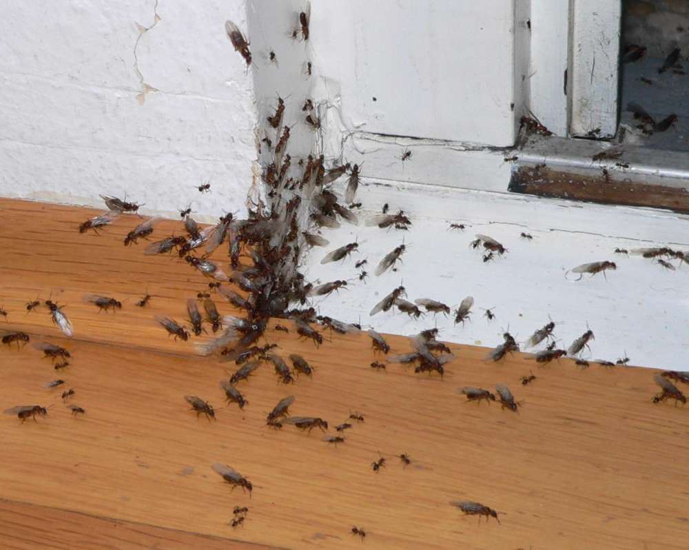 fliegende Ameisen Plage