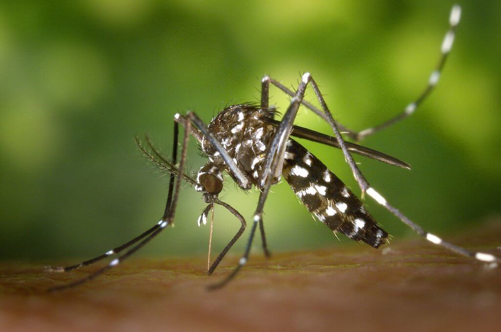 Schädlingsbekämpfung: Wespen, Gelsen, Mücken und Fliegen abwehren.