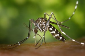 Schädlingsbekämpfung – Mücken, Gelsen, Fliegen und Wespen gezielt abwehren!