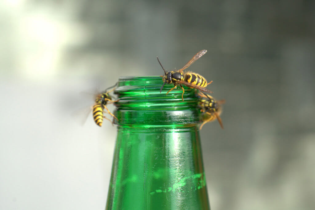 Lästige Insekten: Wespen, Fliegen, Motten, Mücken – so wirst du sie los!