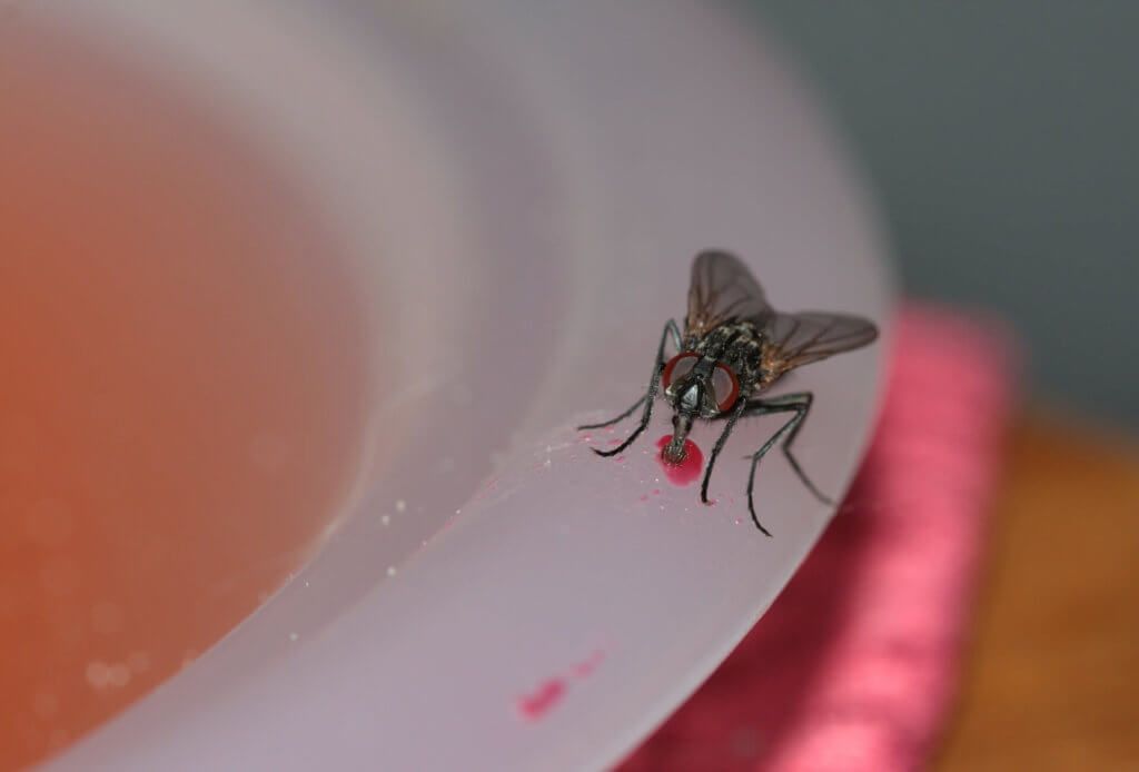 Eine Fliege, die sich an Lebensmitteln beglückt. 