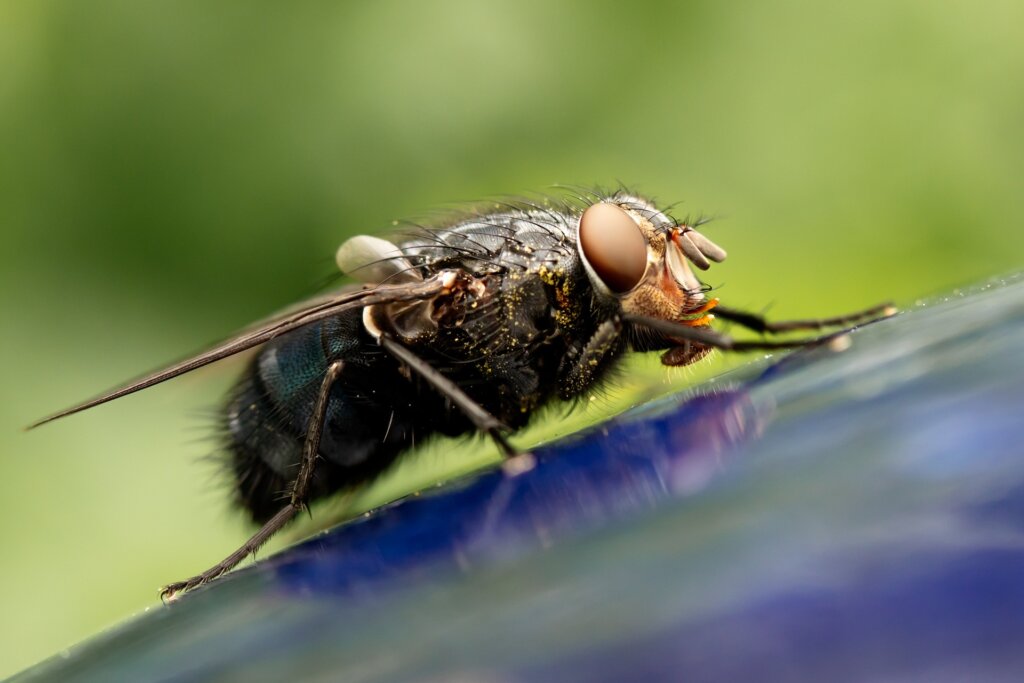 Insekten loswerden mit effektiven Vernichtungsmethoden