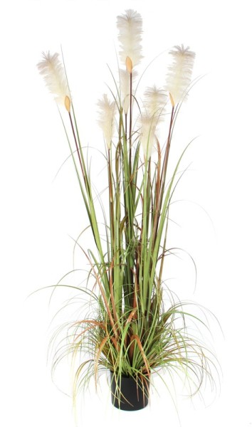 FoxTail Ornamental Grass 180cm   VB 651321